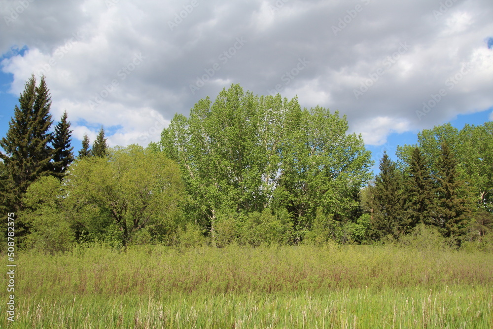 trees and sky, Gold Bar Park, Edmonton, Alberta trees and sky, Gold Bar Park, Edmonton, Alberta