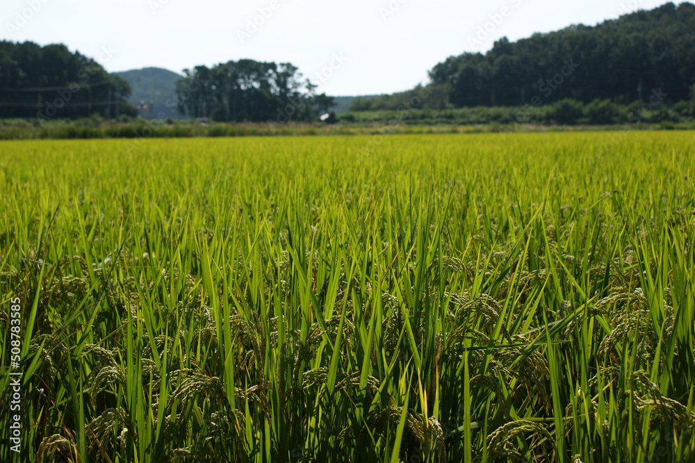 The rice fields are spread out under the blue sky.
