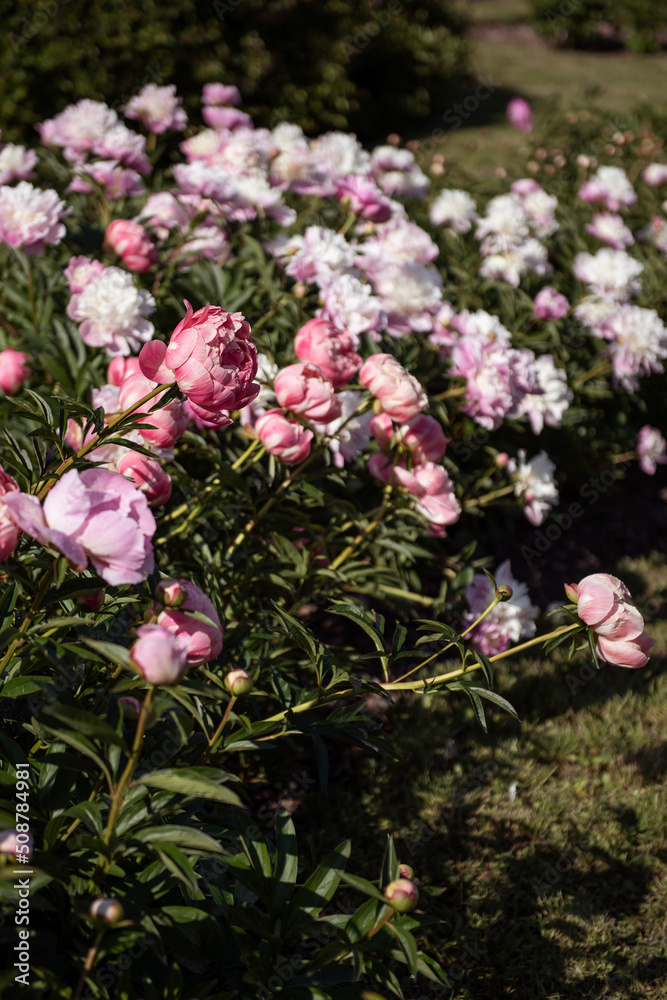 Fototapeta premium beautiful pink peonies