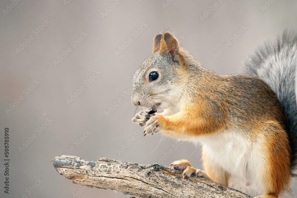 Fototapeta premium squirrel close-up eats seeds sitting on a tree, the background is gray blurred