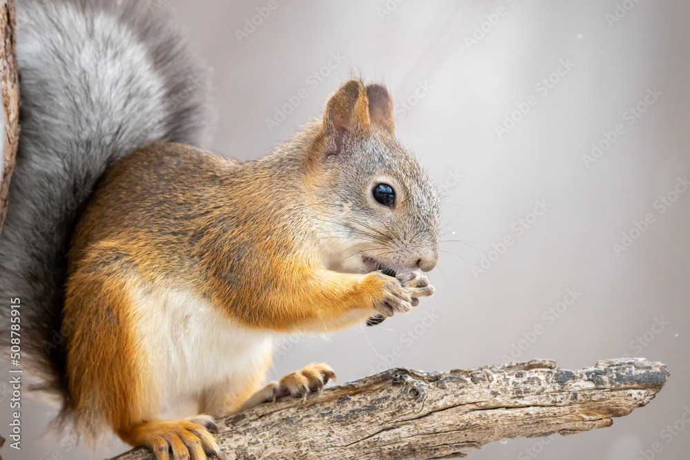 squirrel close-up while eating sitting on a tree branch squirrel close-up while eating sitting on a tree branch