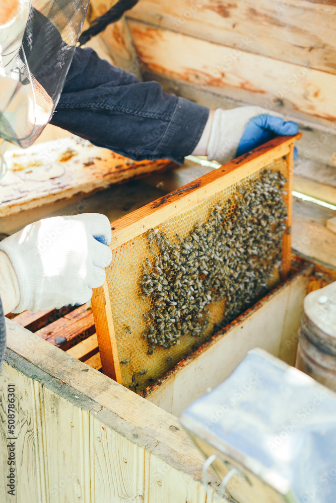 beekeeper working in the garden with bees. beekeeper working in his apiary. beekeeper working in a greenhouse. beekeeper with honey. beekeeper with honeycomb. beekeeper with beekeeper working in the garden with bees. beekeeper working in his apiary. beekeeper working in a greenhouse. beekeeper with honey. beekeeper with honeycomb. beekeeper with