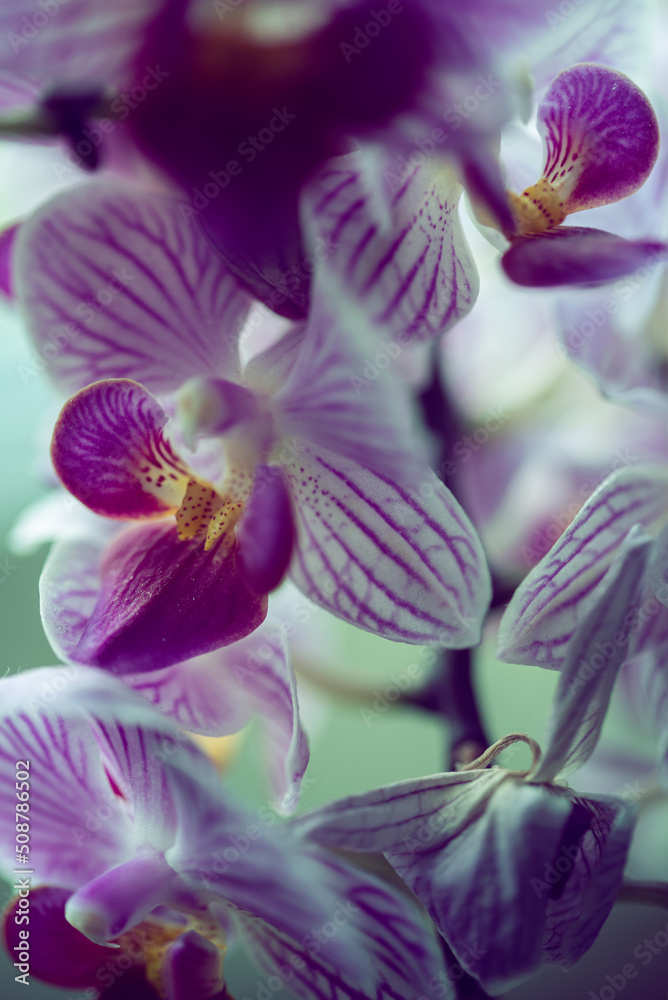 purple orchid flower pink teal closeup purple orchid flower pink teal closeup