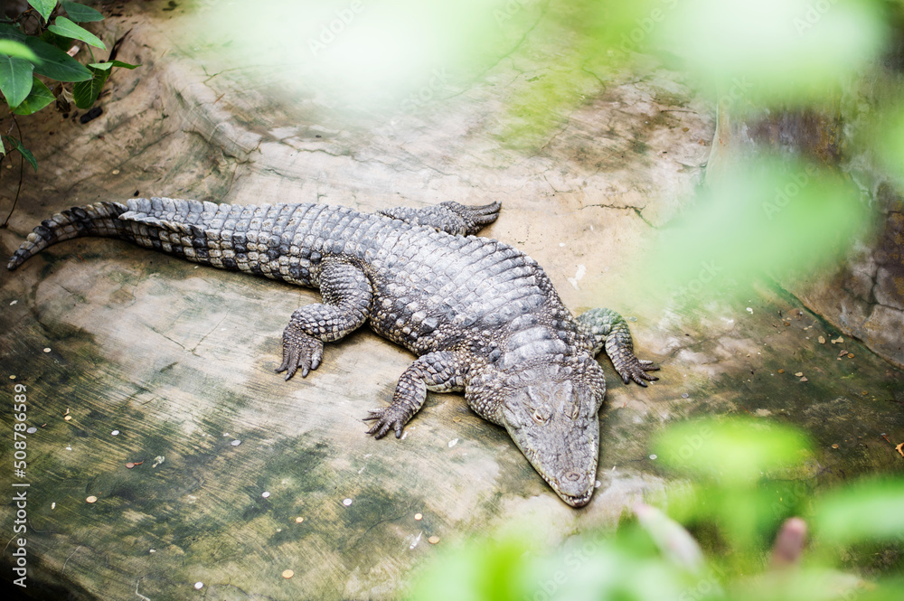 Crocodile Sunbathing on a rock At The Zoo Crocodile Sunbathing on a rock At The Zoo