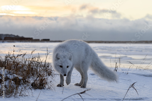 Arctic fox  Vulpes Lagopus  in winter time in Siberian tundra