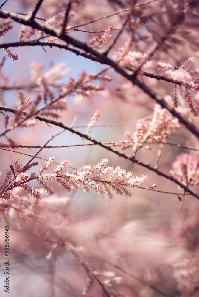beautiflu closeup picture of pink tamarisk blossom flowers branches spring beautiflu closeup picture of pink tamarisk blossom flowers branches spring