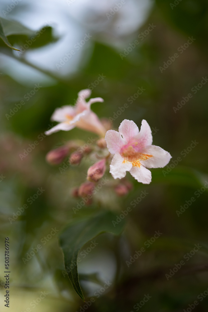 pink flowers tree coseup isolated green background pink flowers tree coseup isolated green background