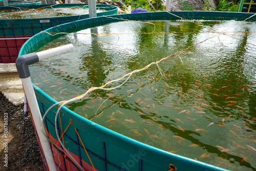 Raising and cultivating fish by using fish ponds made of round or circular tarpaulins that can maximize fish production with a narrow and limited production area. photo