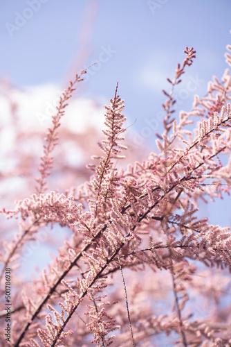 closeup on pink tamarisk spring blossom photo