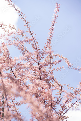 tamarisk pink blossom spring garden sunny day photo