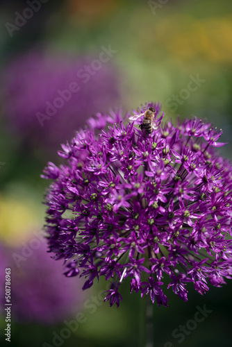 close up of a purple Allium giganteum giant onion garlic decorative flower with a bee