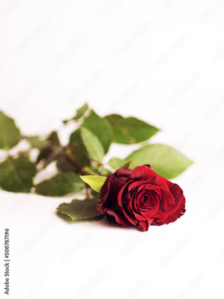 Fototapeta premium Single red rose isolated on white background