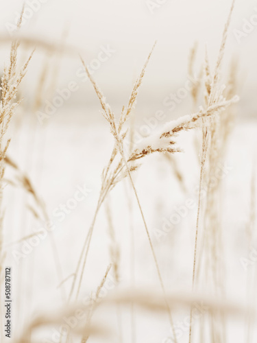 ears of wheat on the field covered with snow in the winter  © ms16_photo