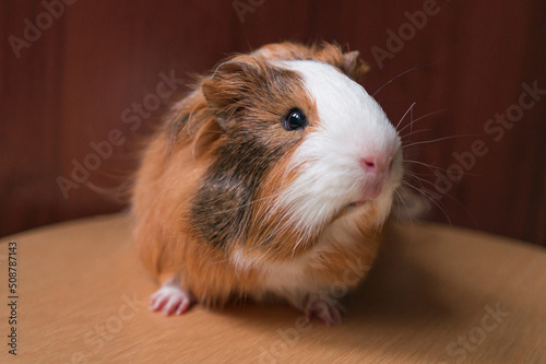 Portrait of fluffy red brown and white guinea pig