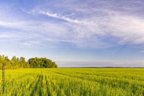 Green field of young shoots of grain crops. Beautiful summer landscape in evening colors