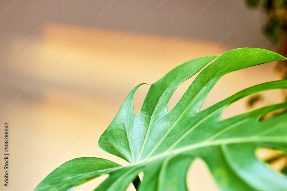 Fototapeta premium Beautiful monstera leaves. The appearance of a new leaf. Home plants, care and reproduction. Ideal for illustrating an article about potted flowers