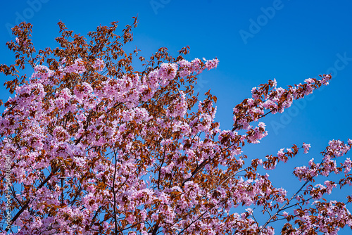 Japanese sakura blossoms luxuriantly against the blue sky.