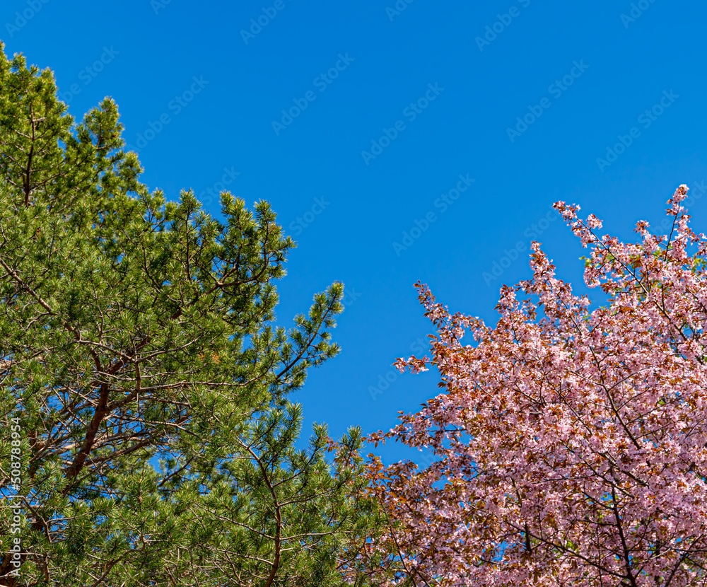 Japanese sakura blossoms luxuriantly next to a coniferous tree against a blue sky background. Japanese sakura blossoms luxuriantly next to a coniferous tree against a blue sky background.
