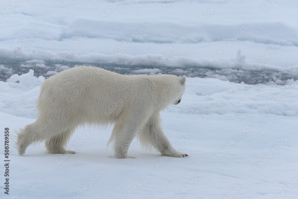 Wild polar bear on pack ice in Arctic sea close up Wild polar bear on pack ice in Arctic sea close up