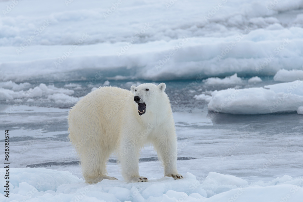 Polar bear (Ursus maritimus) on the pack ice north of Spitsbergen Island, Svalbard Polar bear (Ursus maritimus) on the pack ice north of Spitsbergen Island, Svalbard