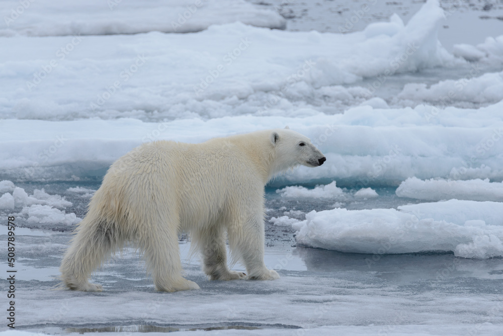 Wild polar bear on pack ice in Arctic sea close up Wild polar bear on pack ice in Arctic sea close up