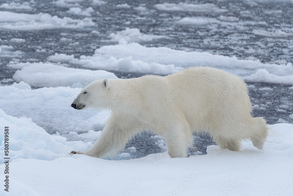 Wild polar bear on pack ice in Arctic sea close up Wild polar bear on pack ice in Arctic sea close up