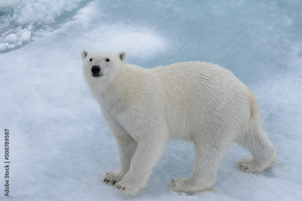 Wild polar bear on pack ice in Arctic sea close up Wild polar bear on pack ice in Arctic sea close up