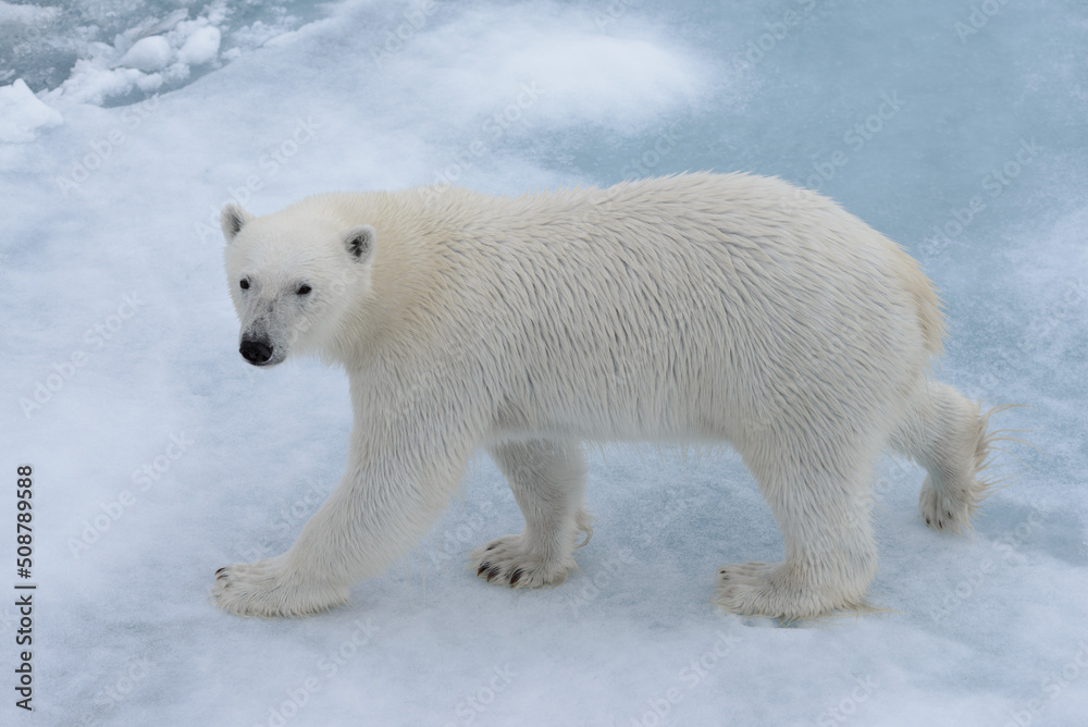 Wild polar bear on pack ice in Arctic sea close up Wild polar bear on pack ice in Arctic sea close up