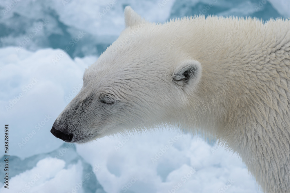 Polar bear's (Ursus maritimus) head close up