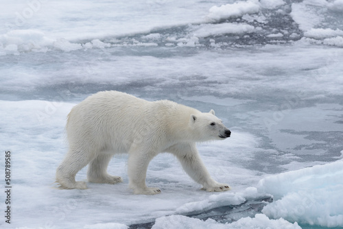 Wild polar bear on pack ice in Arctic sea © Alexey Seafarer