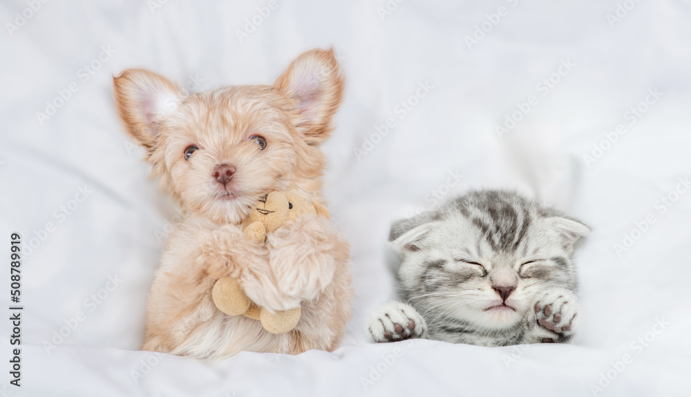 Funny Goldust Yorkshire terrier puppy hugs toy bear near sleepy tiny kitten under white warm blanket on a bed at home. Top down view