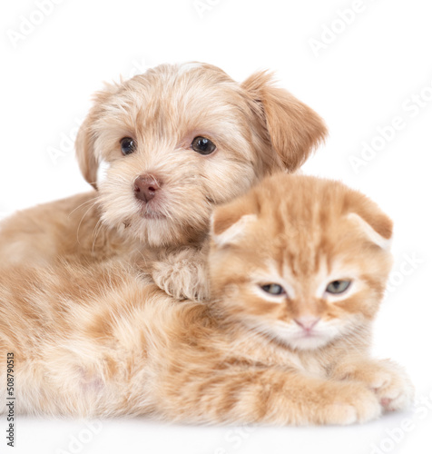 Cute Pembroke welsh corgi puppy embraces tiny kitten. isolated on white background