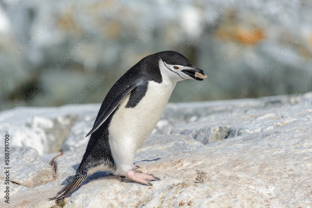 Obraz premium Chinstrap penguin on the beach in Antarctica