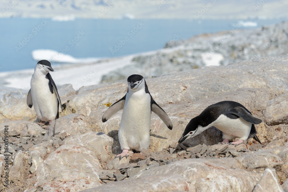 Obraz premium Chinstrap penguins on the beach in Antarctica