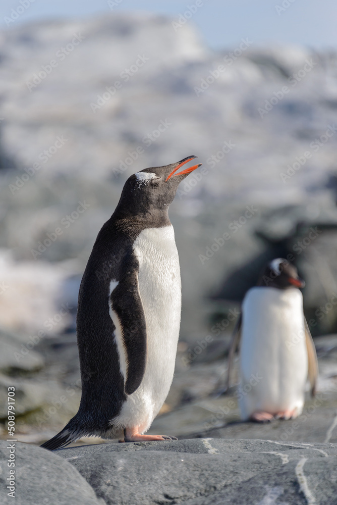 Fototapeta premium Gentoo penguin on rock in Antarctica