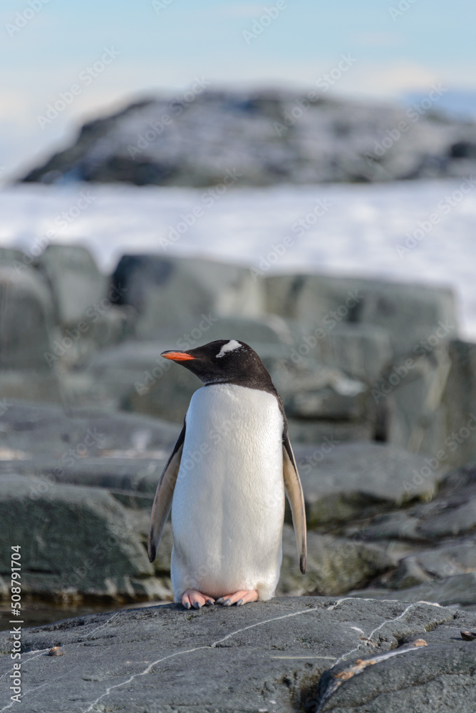 Fototapeta premium Gentoo penguin on rock in Antarctica