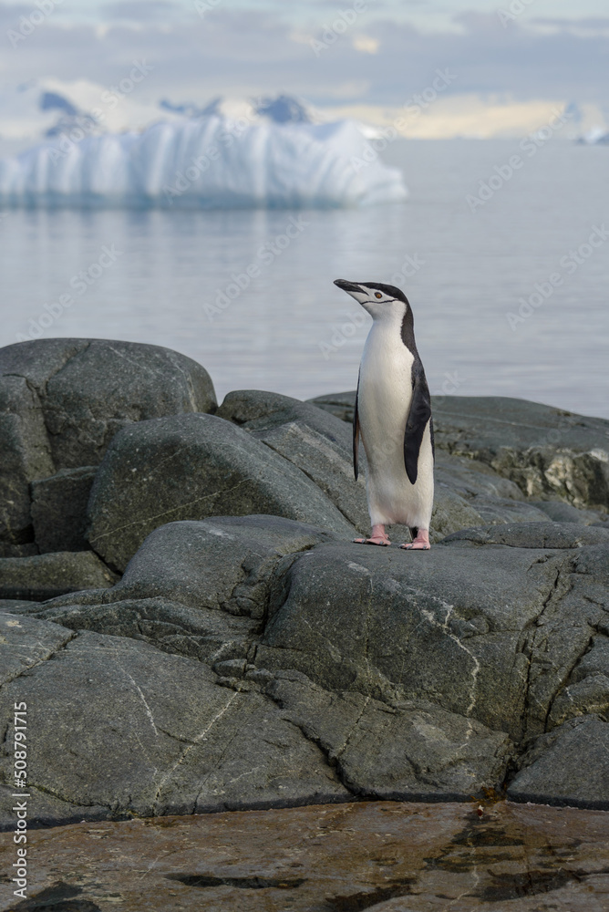Fototapeta premium Chinstrap penguin on the rock with reflection in Antarctica