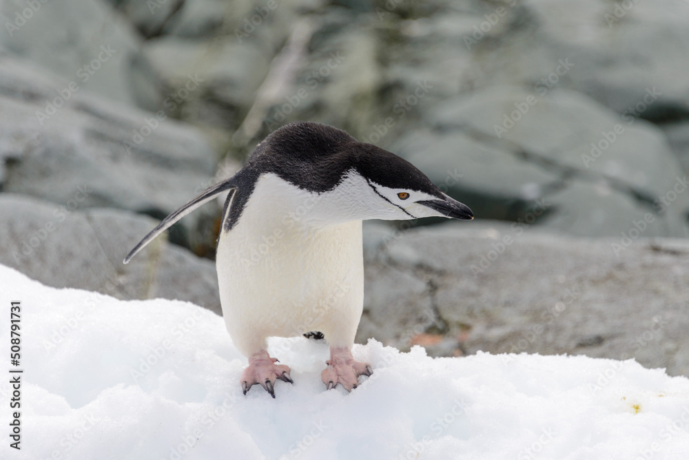 Fototapeta premium Chinstrap penguin on the snow in Antarctic