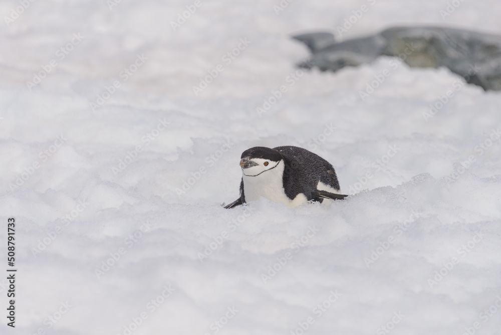 Fototapeta premium Chinstrap penguin creeping on snow