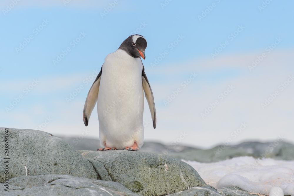 Fototapeta premium Chinstrap penguin on the snow in Antarctic
