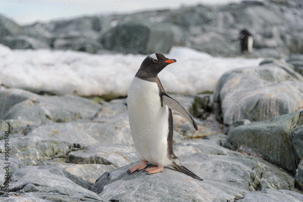 Fototapeta premium Gentoo penguin on the snow in Antarctic