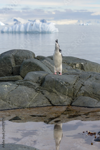 Chinstrap penguin on the rock with reflection in Antarctica