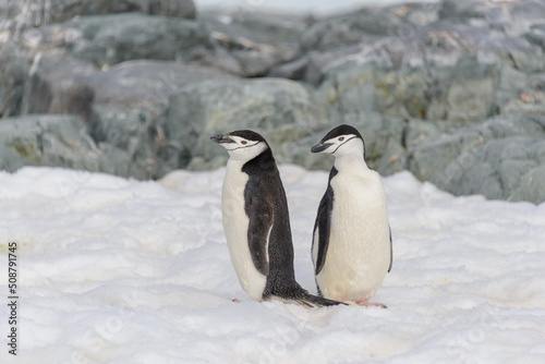 Chinstrap penguin on the snow in Antarctic