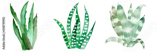 Watercolor cactus set on white. Botanic illustration of succulent and cacti