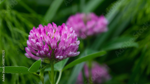 Red clover flowers in a summer meadow  selective focus