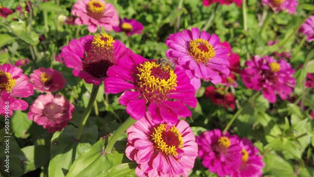 flowers in the garden flowers in the garden