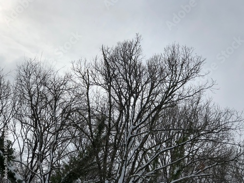 Trees are looking at the sky.