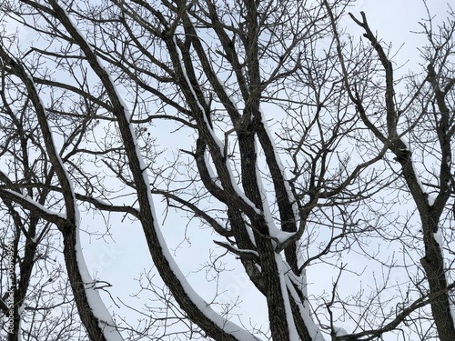 Tree branches against the blue sky.