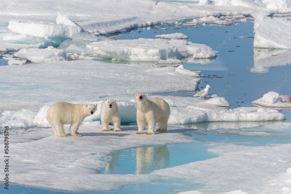 Wild polar bear (Ursus maritimus) mother and two young cubs on the pack ice, north of Svalbard Arctic Norway Wild polar bear (Ursus maritimus) mother and two young cubs on the pack ice, north of Svalbard Arctic Norway