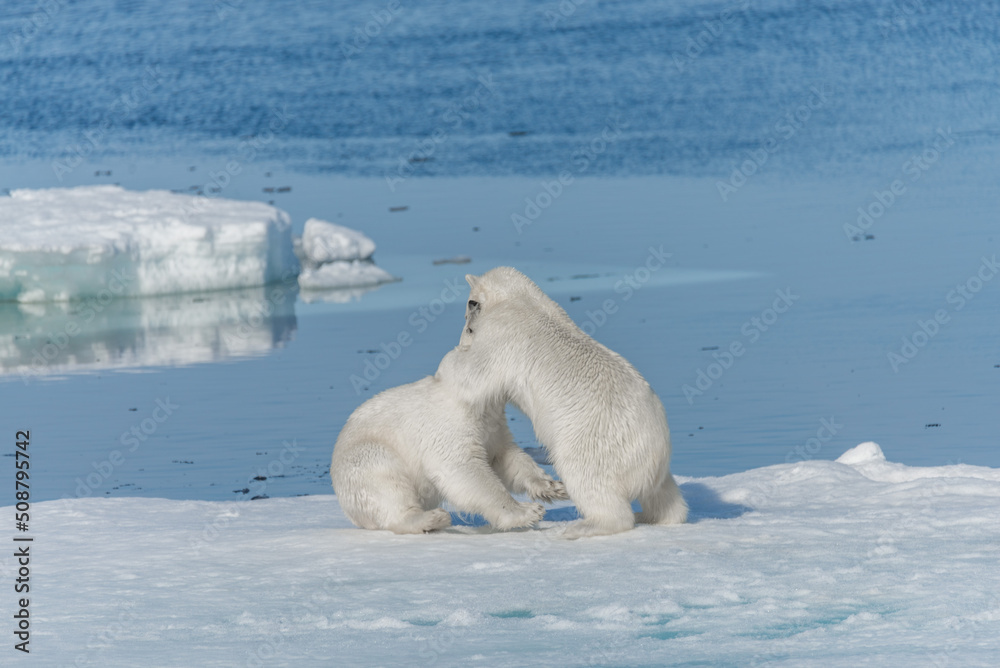 Two young wild polar bear cubs playing on pack ice in Arctic sea, north of Svalbard Two young wild polar bear cubs playing on pack ice in Arctic sea, north of Svalbard
